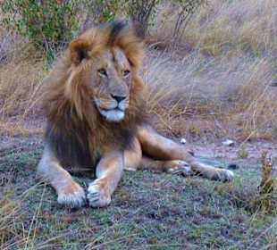 Masei Mara
