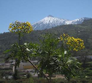 Teide im März