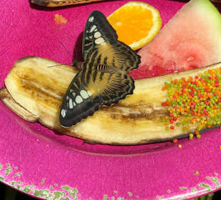 Key West Butterfly & Nature Conservatory