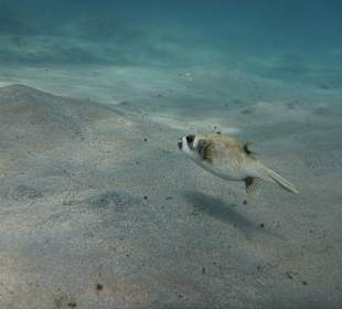 Tierwelt unter Wasser