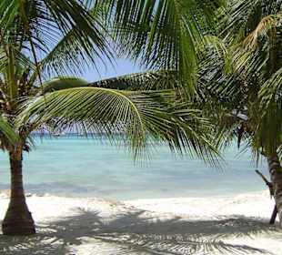 Saona