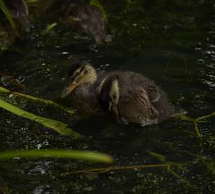 Naturwildpark Granat 