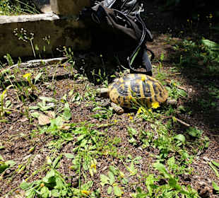 Schildkröten freilebend
