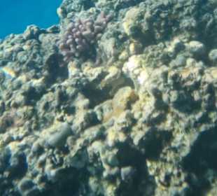 Schnorcheln Makadi Bay 