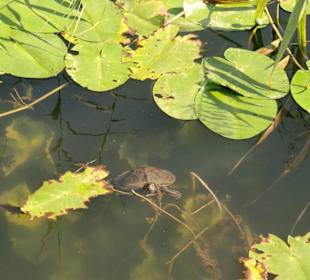 See mit Schildkröte