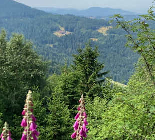 Wandern Bannwald Baiersbronn