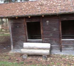 Wellingtonien - Platz mit Mammutbäumen