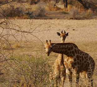 Giraffen