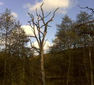 Im Tal der Roten Wehbach