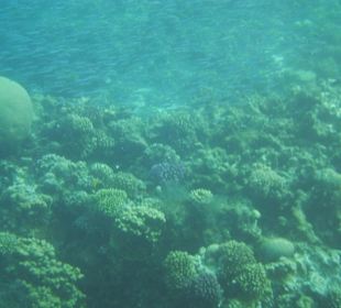 Korallenriff