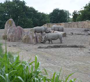 Tiere