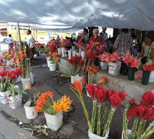 Auf dem Markt von Suva