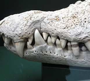 Schädel eines Krokodils im Übersee-Museum