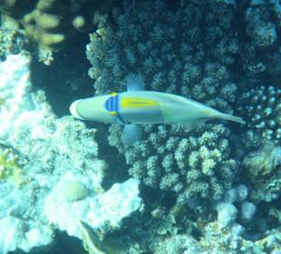 Schnorcheln Sharm El Naga