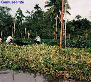 Gemüseernte am Mekong
