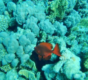 Schnorcheln Makadi Bay