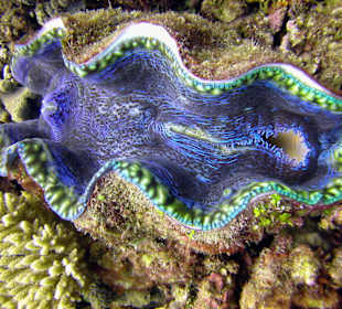 Reef Magic - Tauchen 1