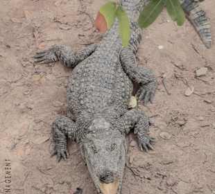 Crocodile Farm #1