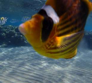 Schnorcheln Sahl Hasheesh