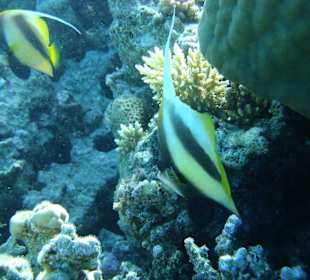 Schöne Unterwasserwelt