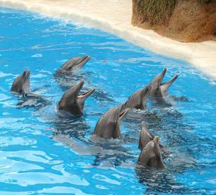 Delphinshow versammelte Mannschaft