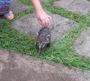 Die Wasserfälle, von Brasilien aus gesehen