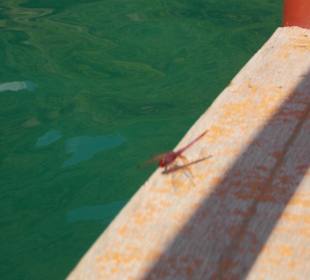 Eine rote Libelle! Steg im Wasser Green Canyon