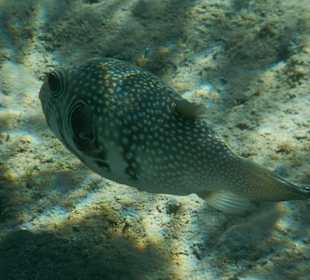 Weißfleckkofferfisch