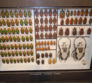 Insektarium