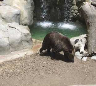 Grizzly: Wo geht's zum Honig?