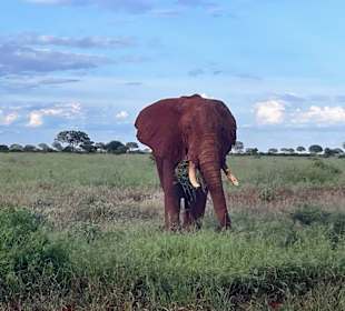 Tsavo Ost und West Safari
