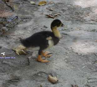 Entenküken - Hidden Wasserfall