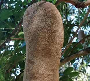 Sir Seewoosagur Ramgoolam Botanical Garden / Pamplemousses B