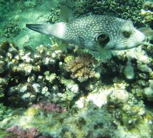 Direkt am Hausriff Kugelfisch