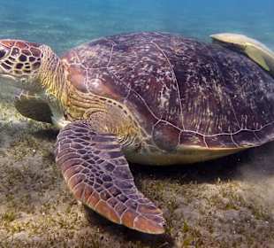 Schnorcheln Marsa Alam