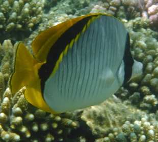 Schnorcheln Makadi Bay