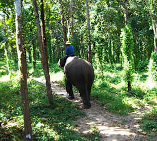 Passeggiata nella foresta