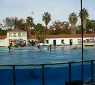 Delfinarium - Delphinshow