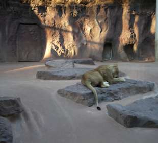 Thüringer Zoopark Erfurt 