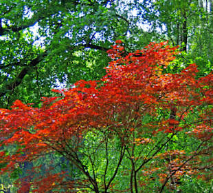Im Wald ein tolles Rot