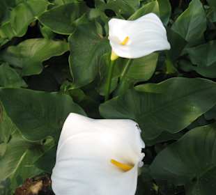 Callas in sattem  Blattgrün