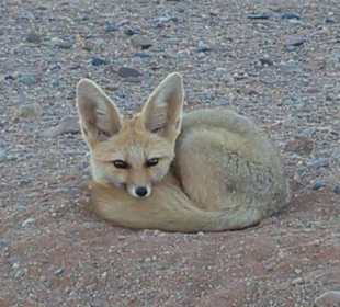 Wüstenfuchs