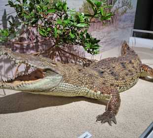 Krokodil im Zoologischen Museum