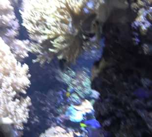 Aquarium
