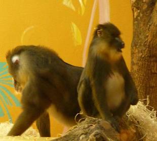 Mandrill