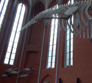 Meeresmuseum Stralsund