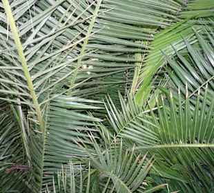 Palmen im Tropenhaus