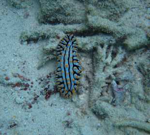Wasserschnecke in der Anse Lazio