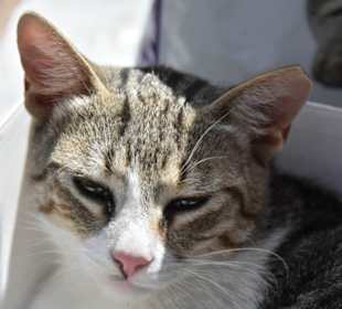Katze