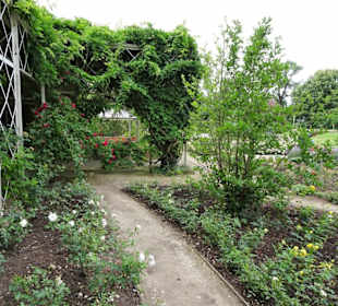 Rundgang durch den Rosengarten